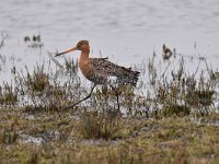 Limosa limosa 199, Grutto, Saxifraga-Luuk Vermeer