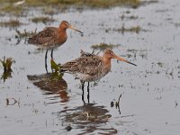 Limosa limosa 202, Grutto, Saxifraga-Luuk Vermeer