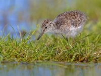 Black tailed Godwit chick  Little young chick of Black-tailed Godwit (Limosa limosa) one of the wader bird target species  in dutch nature protection projects : Grutto, Legs, Limosa, Netherlands, Polder, Protection, animal, background, bar, bar-tailed, beak, bill, bird, black, coast, dutch, environment, europe, european, fauna, field, forage, friesland, godwit, grass, green, groningen, habitat, holland, ijsselmeer, long, meadow, natural, nature, noord, north, rural, russia, sea, shorebird, species, spring, springtime, tailed, waddensea, wader, wading, water, wildlife