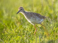 Black-tailed Godwit (Limosa limosa) chick acting like dinosaur  Black-tailed Godwit (Limosa limosa) chick in grass of meadow. Birds descend from dinosaurs, which somethimes can be recocnized in their movements and poses. : Estonia, Limosa, Netherlands, adorable, animal, asia, baby, bird, black, black-tailed, chick, coast, cute, dinosaur, estuary, europe, european, evolution, fluffy, friesland, funny, germany, godwit, groningen, happy, holland, juvenile, looking, may, meadow, moor, nature, noord, north, pasture, poland, prehistoric, reproduction, reptile, russia, south, springtime, tailed, theropod, wader, water, wetland, wild, young, zuid