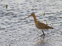 Limosa limosa 62, Grutto, Saxifraga-Jan Nijendijk