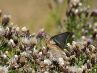 Linaria cannabina, Linnet