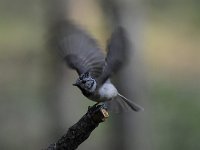 Lophophanes cristatus 12, Kuifmees, Saxifraga-Luuk Vermeer