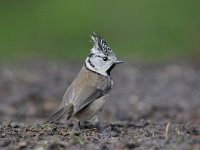 Lophophanes cristatus 13, Kuifmees, Saxifraga-Luuk Vermeer