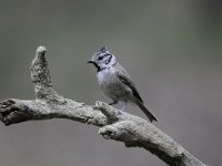 Lophophanes cristatus 16, Kuifmees, Saxifraga-Luuk Vermeer