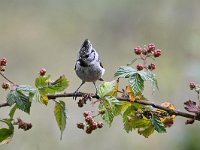 Lophophanes cristatus 19, Kuifmees, Saxifraga-Luuk Vermeer