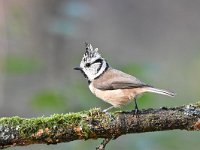 Lophophanes cristatus 26, Kuifmees, Saxifraga-Luuk Vermeer