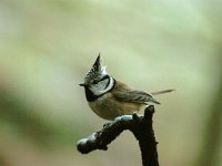 Lophophanes cristatus 3, Kuifmees, Saxifraga-Piet Munsterman