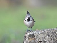 Lophophanes cristatus 33, Kuifmees, Saxifraga-Luuk Vermeer