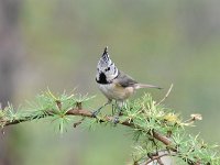 Lophophanes cristatus 37, Kuifmees, Saxifraga-Luuk Vermeer