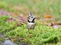 Lophophanes cristatus 38, Kuifmees, Saxifraga-Luuk Vermeer