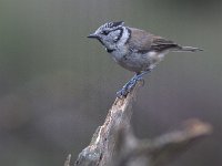 Lophophanes cristatus 4, Kuifmees, Saxifraga-Mark Zekhuis