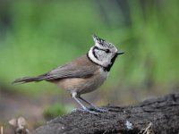 Lophophanes cristatus 40, Kuifmees, Saxifraga-Luuk Vermeer