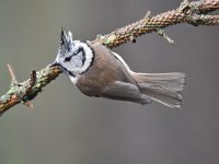 Lophophanes cristatus 41, Kuifmees, Saxifraga-Luuk Vermeer