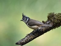 Lophophanes cristatus 46, Kuifmees, Saxifraga-Luuk Vermeer