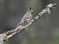 Lophophanes cristatus 47, Kuifmees, Saxifraga-Luuk Vermeer