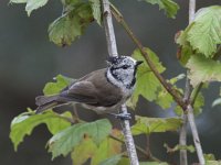 Lophophanes cristatus 5, Kuifmees, Saxifraga-Mark Zekhuis