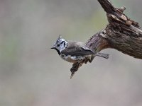 Lophophanes cristatus 58, Kuifmees, Saxifraga-Luuk Vermeer