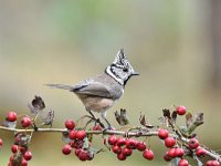 Lophophanes cristatus 62, Kuifmees, Saxifraga-Luuk Vermeer