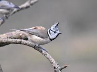 Lophophanes cristatus 64, Kuifmees, Saxifraga-Luuk Vermeer