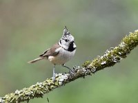 Lophophanes cristatus 68, Kuifmees, Saxifraga-Luuk Vermeer