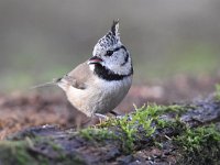 Lophophanes cristatus 74, Kuifmees, Saxifraga-Luuk Vermeer