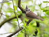 Lophophanes cristatus 78, Kuifmees, Saxifraga-Tom Heijnen