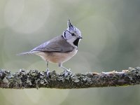 Lophophanes cristatus 8, Kuifmees, Saxifraga-Luuk Vermeer