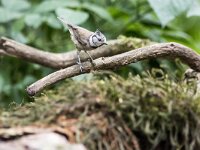 Lophophanes cristatu 91, Kuifmees, adult, Saxifraga-Theo Verstrael