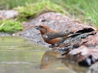 Loxia curvirostra 50, Kruisbek, Saxifraga-Luuk Vermeer