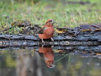 Loxia curvirostra 52, Kruisbek, Saxifraga-Luuk Vermeer