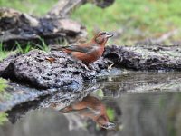 Loxia curvirostra 58, Kruisbek, Saxifraga-Luuk Vermeer