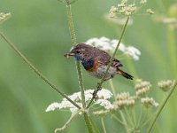 Luscinia svecica 118, Blauwborst, Saxifraga-Luuk Vermeer