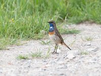 Luscinia svecica 50, Blauwborst, Saxifraga-Luuk Vermeer