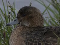 Mareca penelope 16, Smient, Saxifraga-Peter Stein