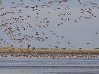 Mareca penelope 18, Smient, Saxifraga-Mark Zekhuis