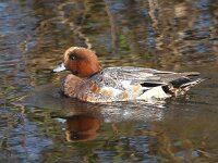 Mareca penelope 23, Smient, Saxifraga-Bart Vastenhouw
