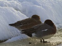 Mareca penelope 28, Smient, Saxifraga-Jan Nijendijk