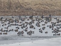 Mareca penelope 31, Smient, Saxifrga-Henk Baptist