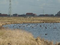 Mareca penelope 4, Smient, Saxifraga-Jan van der Straaten