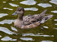 Mareca penelope 75, Smient, Saxifraga-Bart Vastenhouw