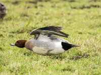 Mareca penelope 76, Smient, adult male, Saxifraga-Theo Verstrael