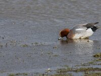 Mareca penelope 77, Smient, adult male, Saxifraga-Theo Verstrael