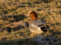 Mareca penelope 79, Smient, adult male, Saxifraga-Theo Verstrael