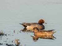 Mareca penelope 85, Smient, adult pair, Saxifraga-Theo Verstrael