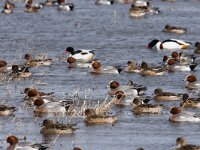 Mareca penelope 93, Smient, adults, Saxifraga-Theo Verstrael