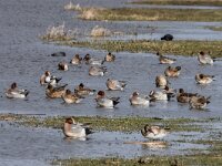 Mareca penelope 94, Smient, adults, Saxifraga-Theo Verstrael