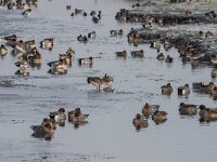 Mareca penelope 97, Smient, adults, Saxifraga-Theo Verstrael