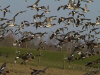 Mareca penelope 99, Smient, Saxifraga-Jan Nijendijk