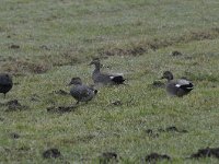 Mareca strepera 24, Krakeend, Saxifraga-Luuk Vermeer